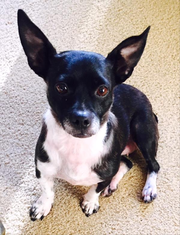 /Images/uploads/Humane Rescue Alliance/HRACalendarPhotoContest/entries/8661thumb.jpg